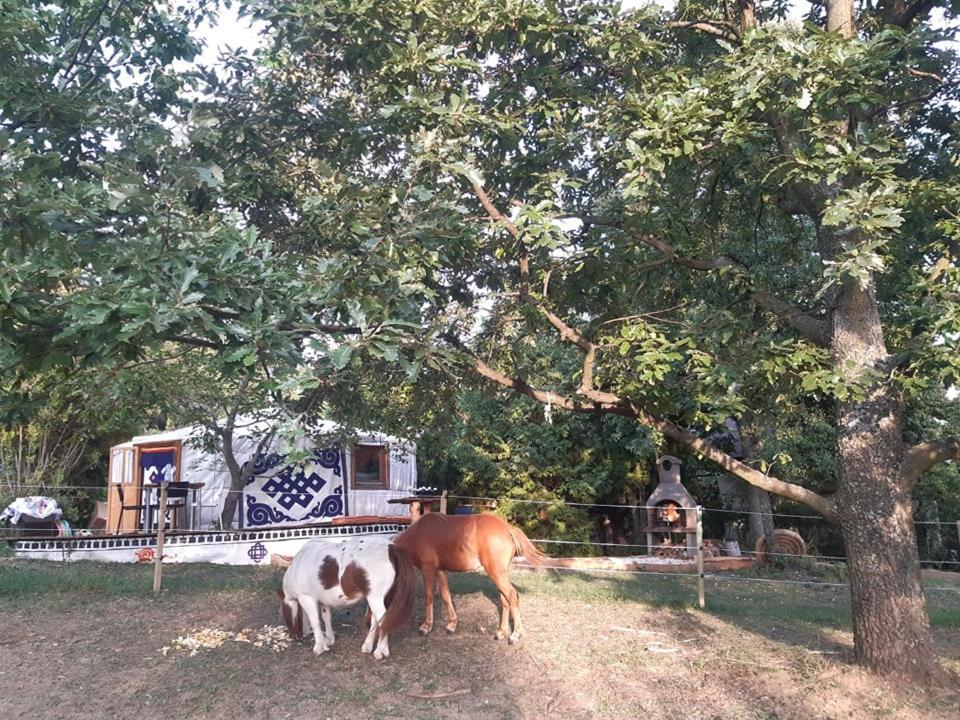 Jurta Az Erdo Mellett Dezsaval-Keresz-Tanya Hotel Pilisszentkereszt Bagian luar foto